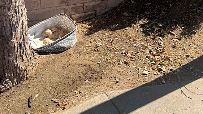Rescuer Finds Basket Full Of Abandoned Puppies — Then She Looks Around The Corner