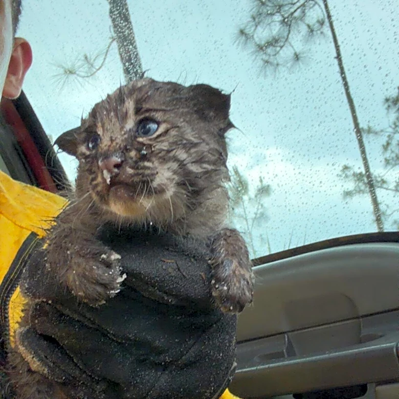Firefighters Pluck Kitten From Ashes Of Brush Fire — Then Discover Her True Identity