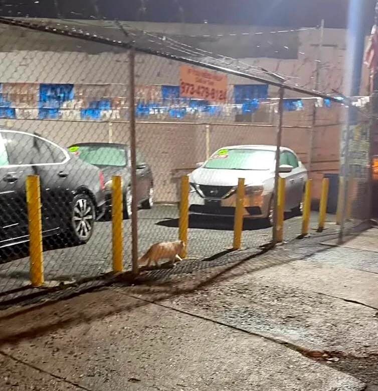 Cat Crawls Under Car Dealership Fence, Begging A Stranger To Take Her Home