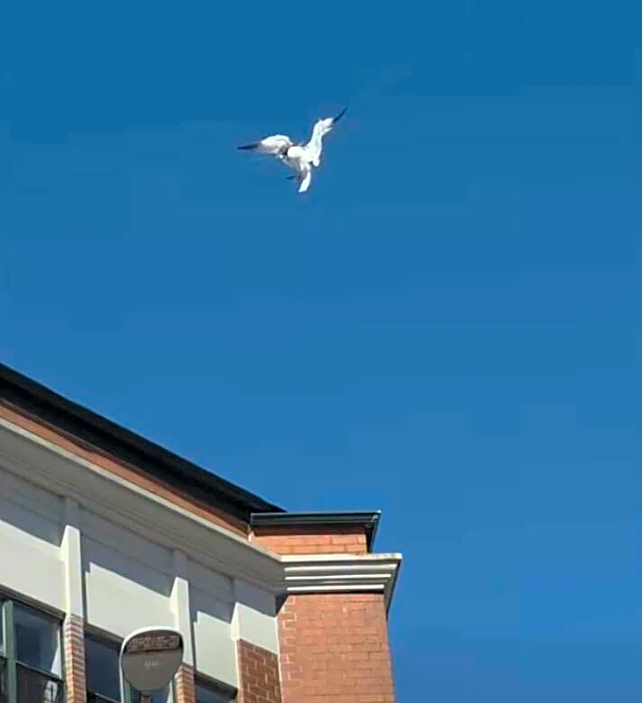 Bystanders Call 911 When They Spot Beautiful Bird Hanging Over Main Street