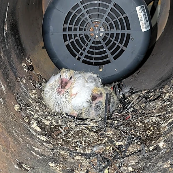 Construction Workers Shocked To Find Babies Living Inside An Incinerator
