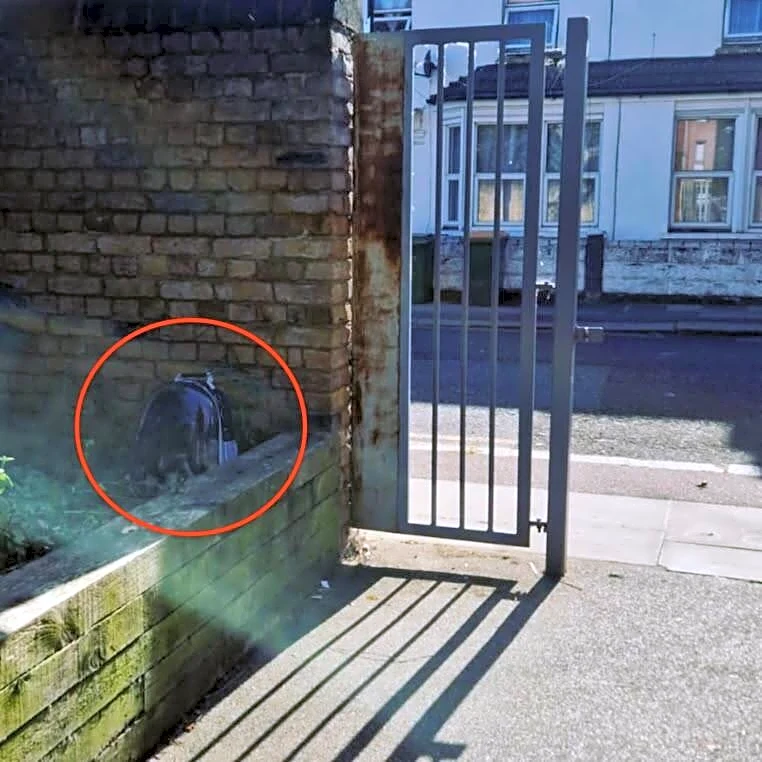 Rescuer Finds A Plastic Backpack Sitting In The Sun — And It Isn't Empty