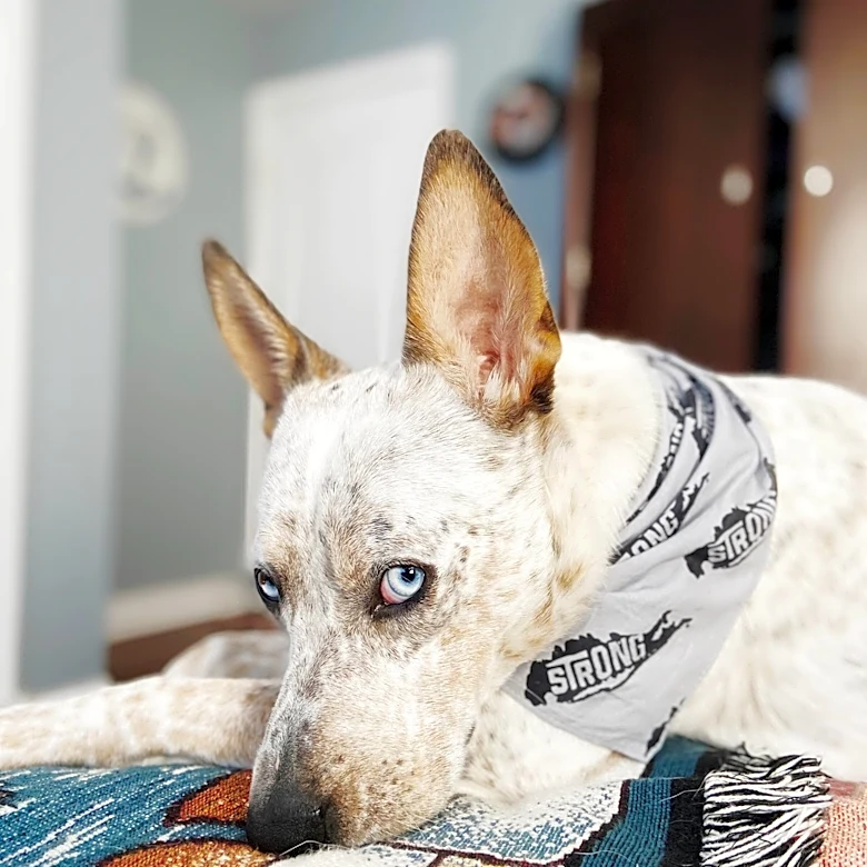 Dog Returned To Shelter For Being 'Bad Listener' Was Hiding A Painful Secret