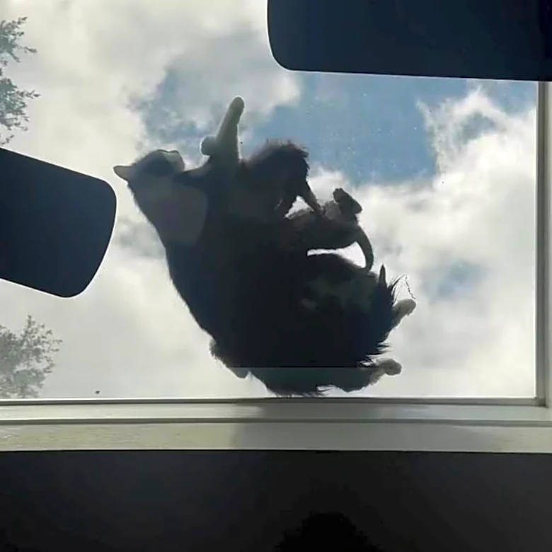 Dad Notices A Strange Shadow On Skylight — Then Saves An Entire Fluffy Family