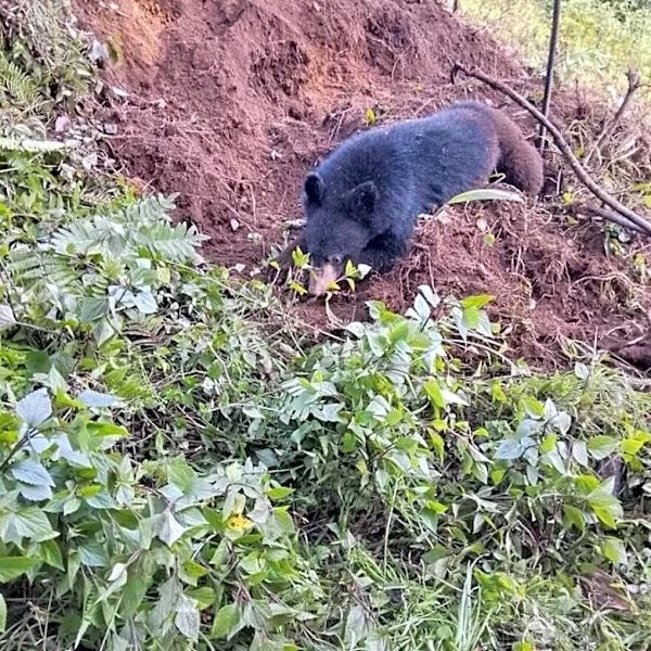 Walker Finds Little Bear Refusing To Budge From Dirt Pile — Then Realizes Why