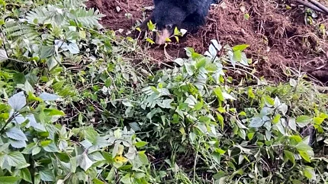 Walker Finds Little Bear Refusing To Budge From Dirt Pile — Then Realizes Why