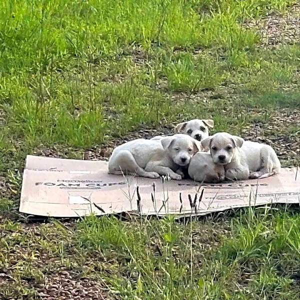 Puppy Siblings Trembled On Scrap Of Cardboard — Then The Right Person Drove By