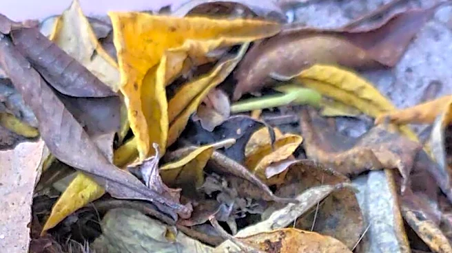 Hotel Guest Sees Movement In Tortoise Enclosure And Finds An Unexpected Wild Baby