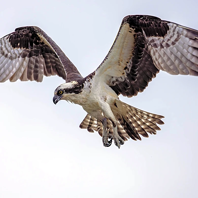 Boat Crew Reaches Net Out To A Drowning Bird — Then She Surprises Everyone