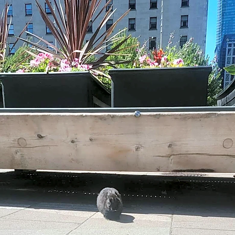 Soccer Fans Attending Outdoor Watch Party Find Someone Fluffy Hiding In Plain Sight