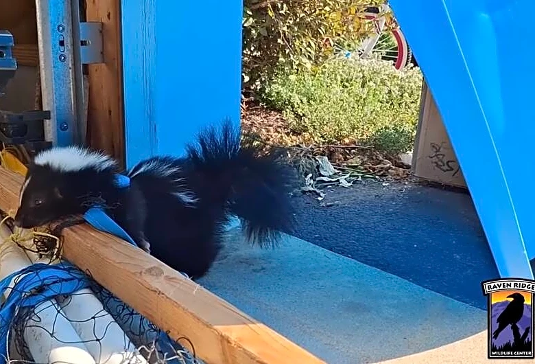 Man Calls For Help When He Discovers Someone Tiny Tangled Up In Volleyball Net