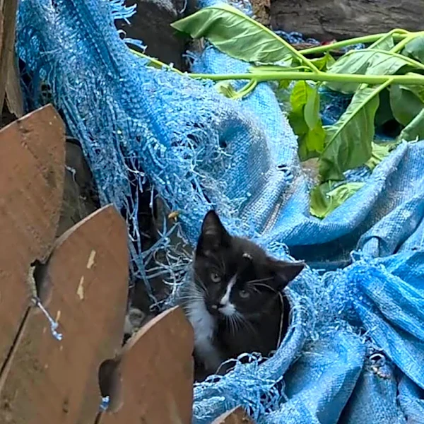 Homeowners Hear Cries Coming From Woodpile And Find Fuzzy Baby Trapped In Tarp