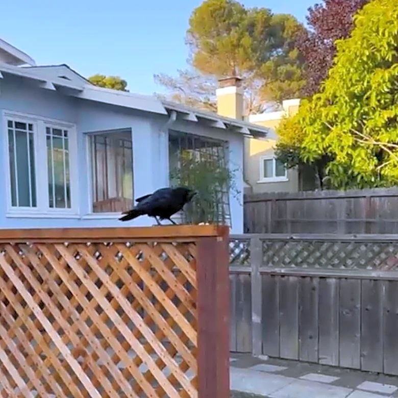 Every Time This Woman Leaves The House, Crows Land On Her Head