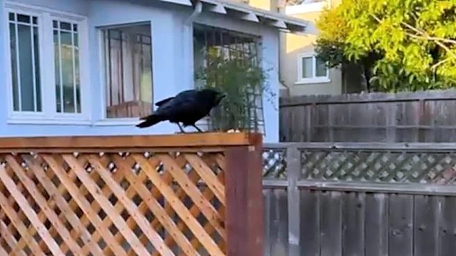 Every Time This Woman Leaves The House, Crows Land On Her Head