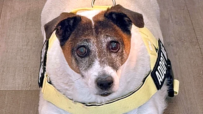 Dog Arrives At Shelter Too Heavy To Walk — Weeks Later, She's Surprising Everyone