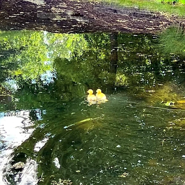 Man Spots ‘Tiny Shadows Of Yellow’ In Pond — And Saves Two Babies
