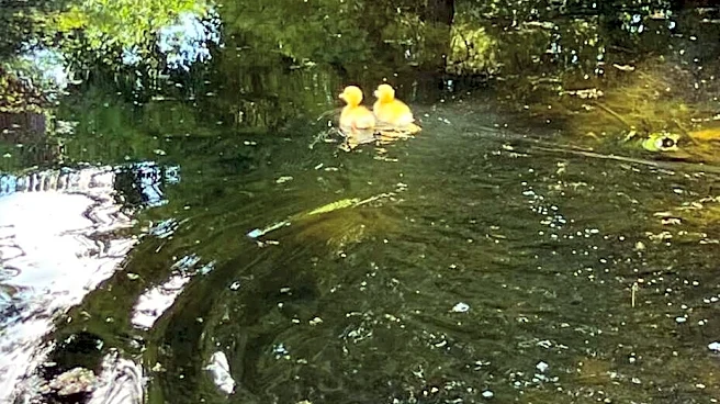 Man Spots ‘Tiny Shadows Of Yellow’ In Pond — And Saves Two Babies