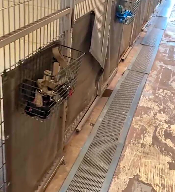Shelter Worker Hears Unusual Noise Coming From Kennels — Then Sees Something Delightful