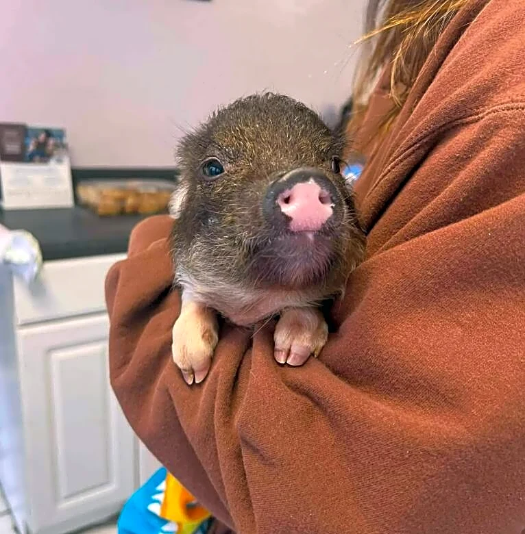 Dachshund Meets Orphaned Piglet — And Immediately Assumes He's Her Puppy