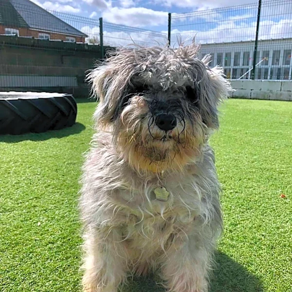 Rescuers Give Dog A Much-Needed Haircut — And Uncover The Most Stunning Eyelashes
