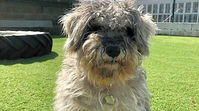 Rescuers Give Dog A Much-Needed Haircut — And Uncover The Most Stunning Eyelashes