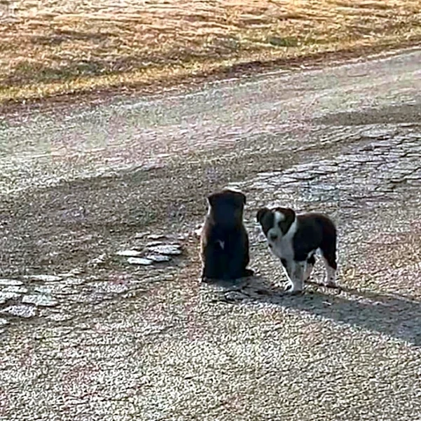Woman Finds 2 Puppies Alone In Road — And Follows Them To A Family In Need