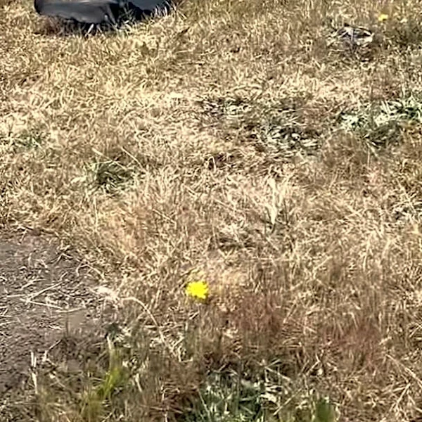 Woman Rushes To Help An Injured 'Squirrel' — Then Sees What It Really Is