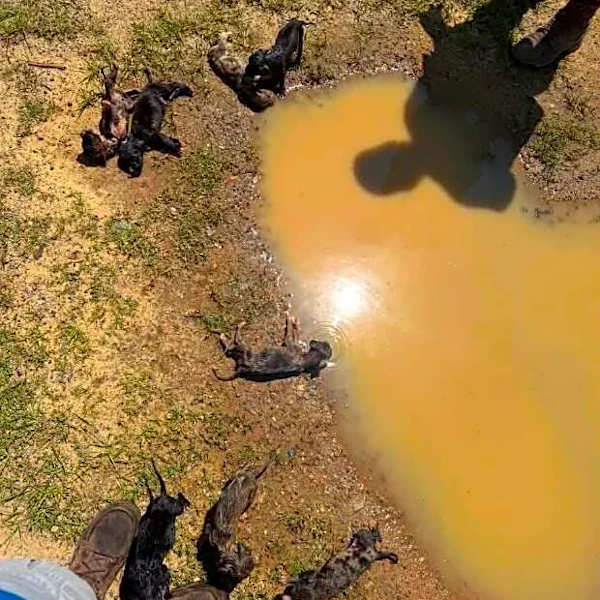 Guy Working In Yard Follows Squeaking Sound To Pile Of Babies In Flooded Ditch