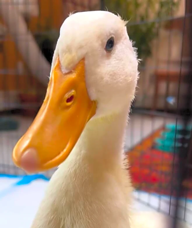 Panicked Duckling Chases After Park-Goers — Looking For Someone To Help Her