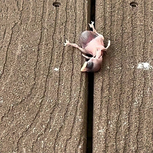 Woman Steps Outside And Finds The Tiniest Pink Baby Lying On Her Deck