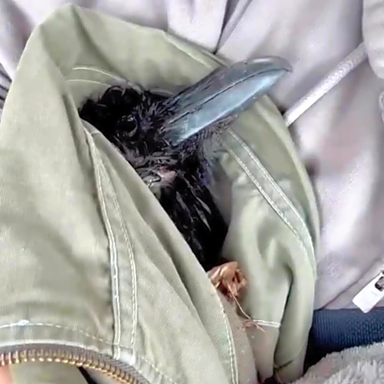 3 Months Ago, She Rescued An Injured Raven. Last Week, She Got A Text.