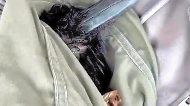 3 Months Ago, She Rescued An Injured Raven. Last Week, She Got A Text.