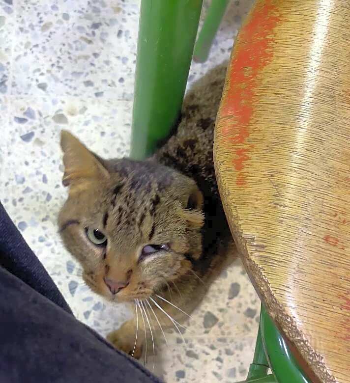 Scraggly Cat Walks Into Voting Booth On Election Day And Begs Volunteer For Help