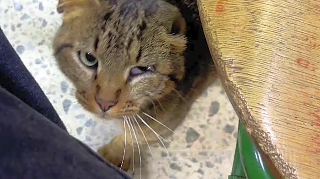 Scraggly Cat Walks Into Voting Booth On Election Day And Begs Volunteer For Help