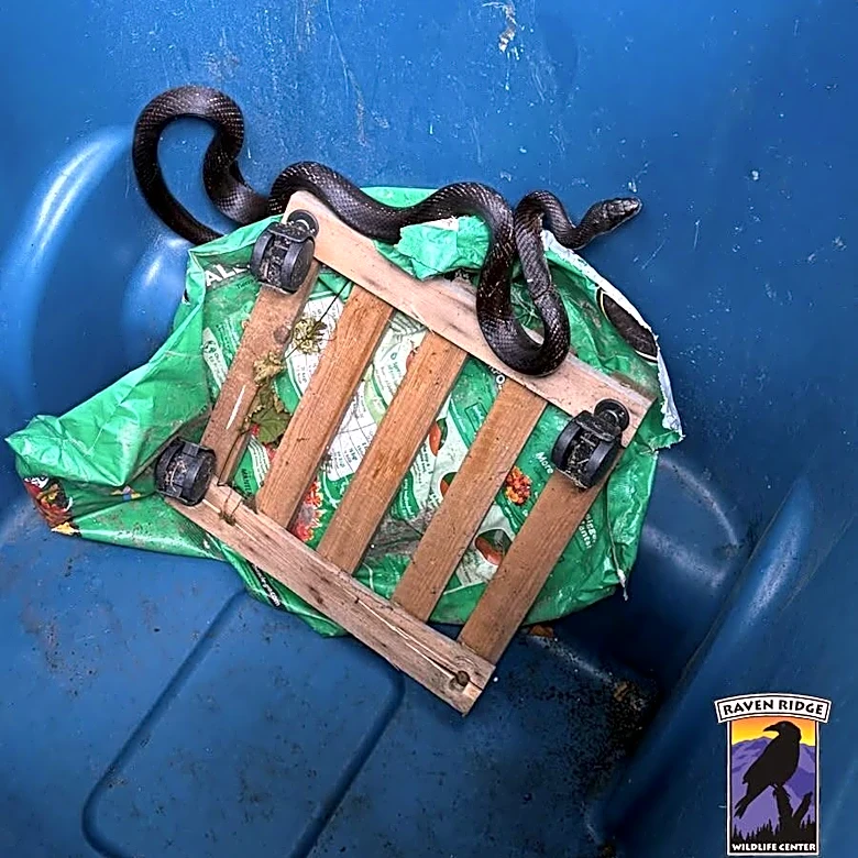Wildlife Rescuers Receive Snake In A Trash Can — Then Realize Something Is Very Wrong
