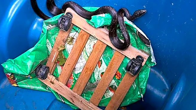 Wildlife Rescuers Receive Snake In A Trash Can — Then Realize Something Is Very Wrong