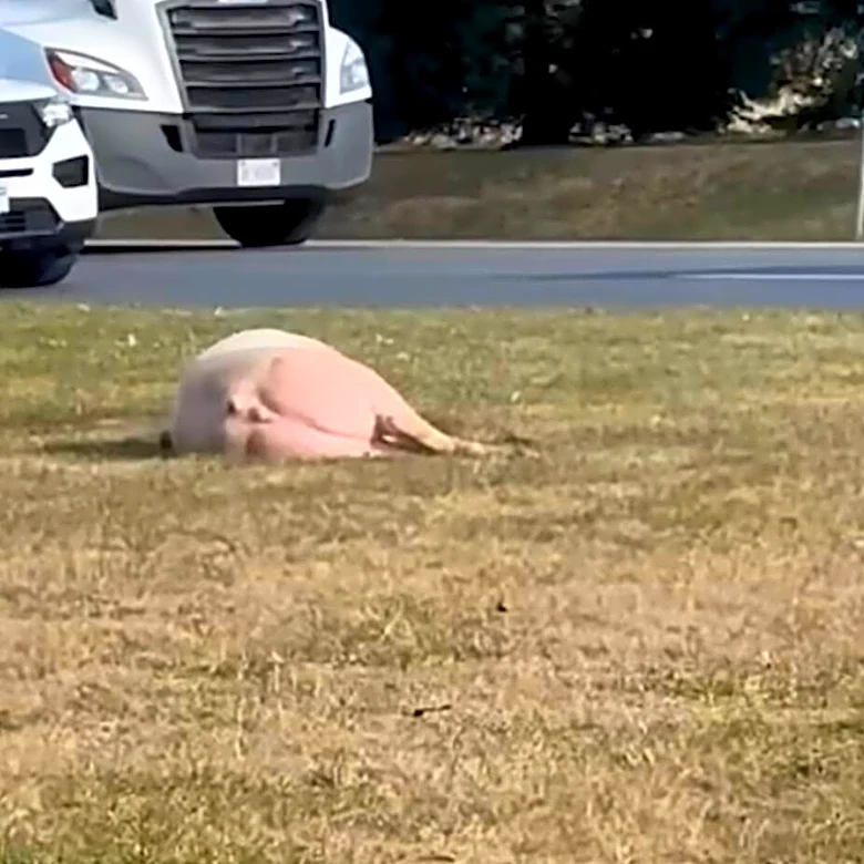 Police Find Huge Pig Collapsed Next To Highway — Then Realize Why She's There