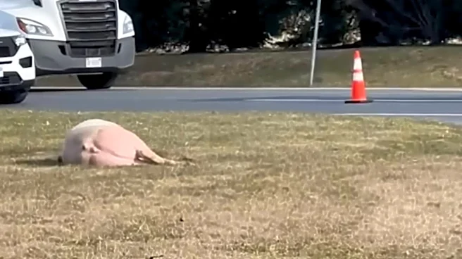Police Find Huge Pig Collapsed Next To Highway — Then Realize Why She's There