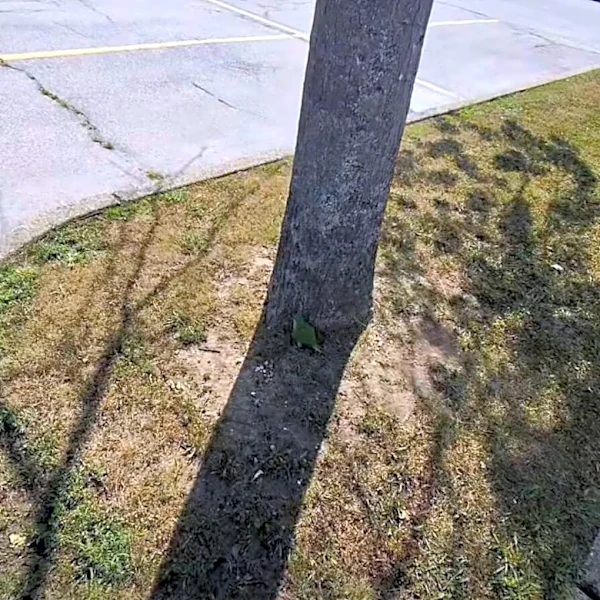 Driver Spots Green Lump In Parking Lot — And Finds Beautiful Bird Who Needs Help