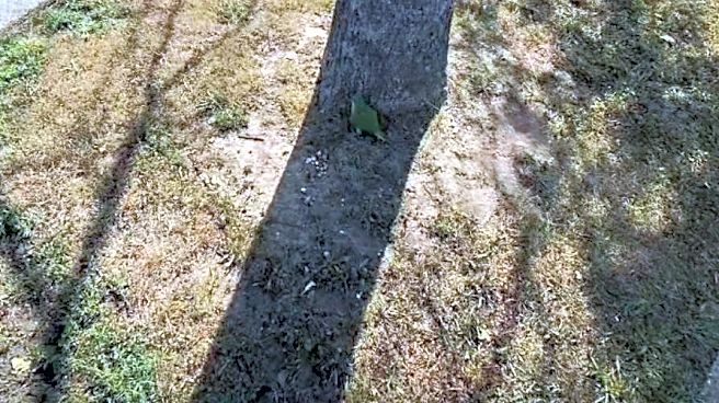 Driver Spots Green Lump In Parking Lot — And Finds Beautiful Bird Who Needs Help