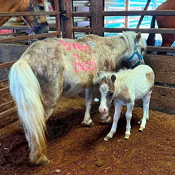 Rescuer Sees Mini Horse At Auction With Words Written On Her Body And Vows To Help