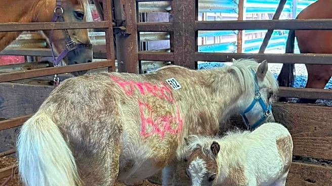 Rescuer Sees Mini Horse At Auction With Words Written On Her Body And Vows To Help