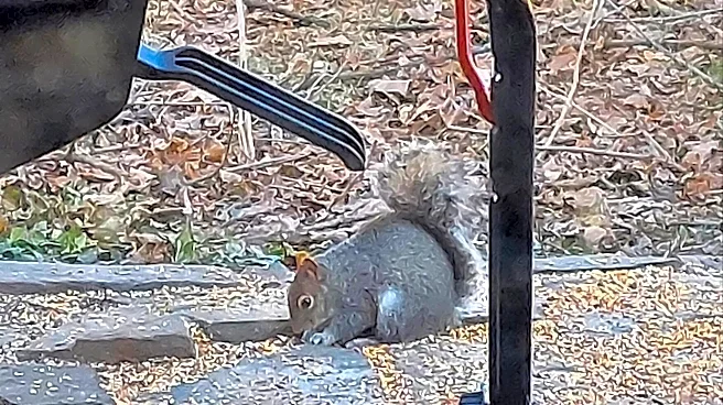 Shameless Squirrel Keeps Making Himself At Home On Man's Windowsill