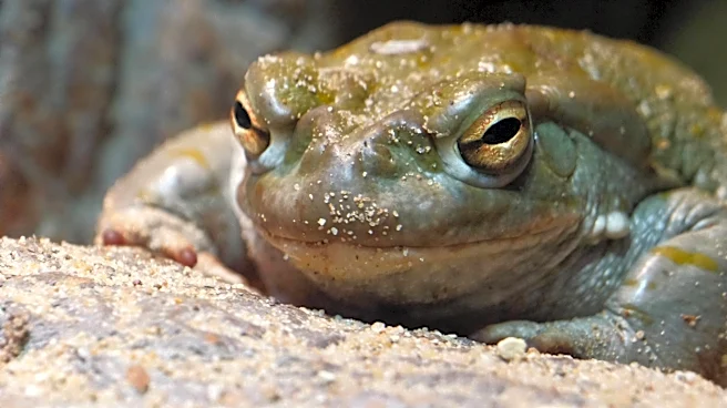 Homeowner Grabs A Bucket After Spotting A Toxic Visitor Hopping In Their Yard