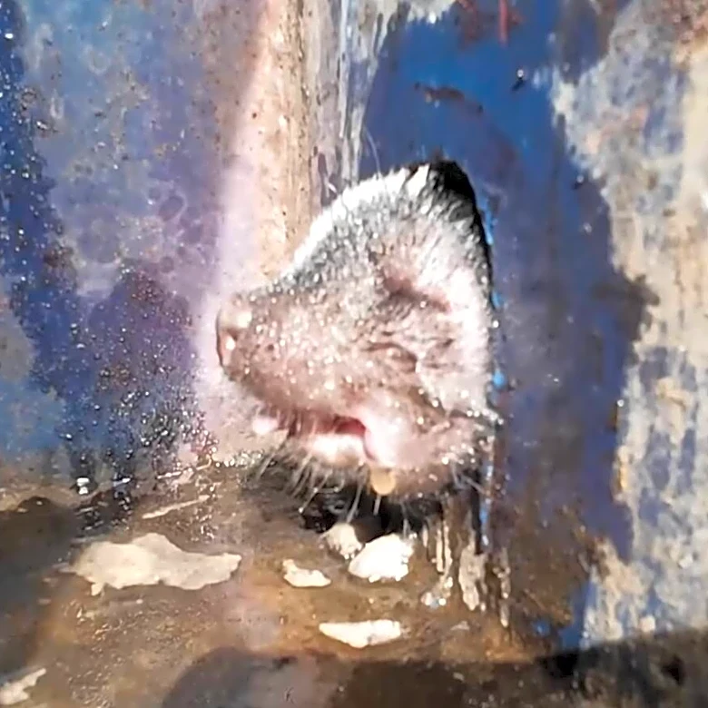 Rescuer Spots Swollen Face Stuck At The Bottom Of Recycling Bin And Rushes To Help