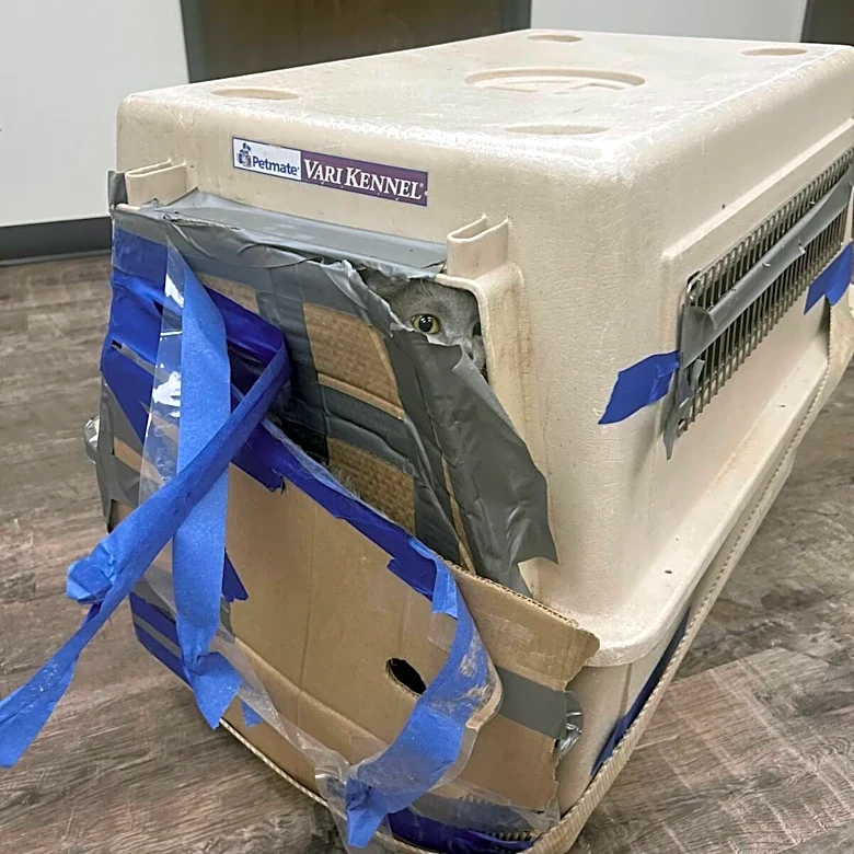 Home Depot Shoppers Find A Kennel Bursting At The Seams With 15 Lives Inside