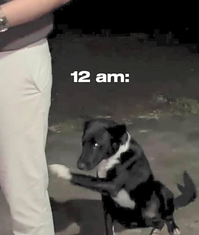 Stray Dog Keeps Offering Couple His Paw — Trying To Tell Them Something Important