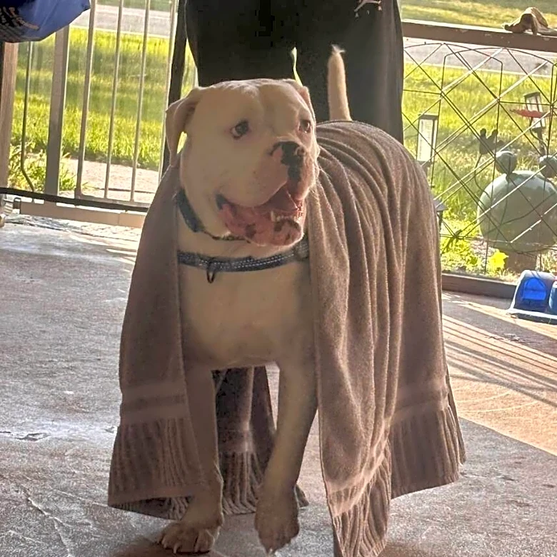 Deaf Pup Waits By Shelter Window — Until The Perfect Family Finds Him