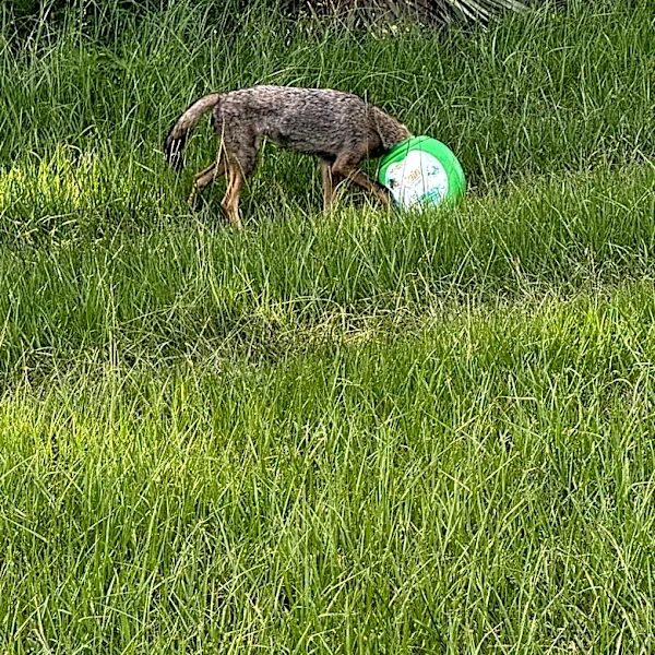 Rescuers Race To Save A Young Coyote With Something Green Stuck On Her Head