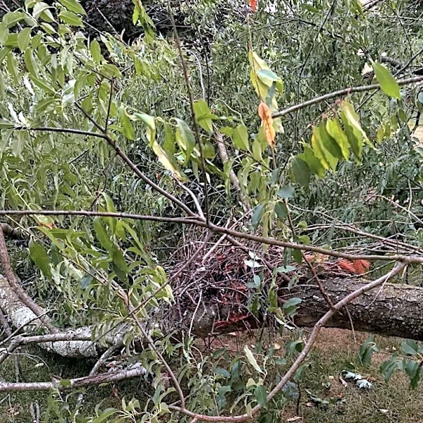 Homeowner Checks Fallen Tree After Storm And Spots Puffy Babies On The Ground